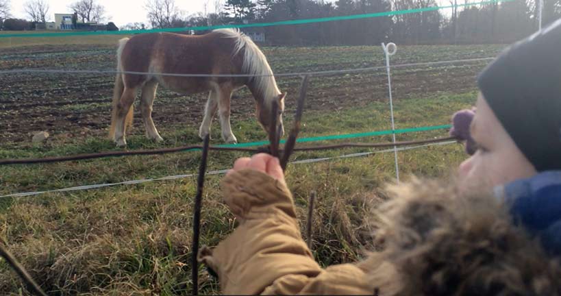 11-13-13_conor_horse_farm